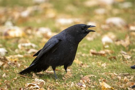 Crow known to sing nyt - The Crossword Solver found 30 answers to "crow known to sign", 6 letters crossword clue. The Crossword Solver finds answers to classic crosswords and cryptic crossword puzzles. Enter the length or pattern for better results. Click the answer to find similar crossword clues . Enter a Crossword Clue.